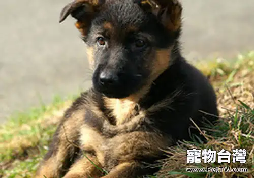 狗狗突然食慾大增是什麼原因