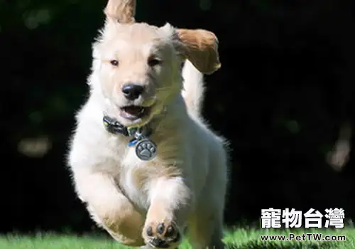帶狗狗出遊必備小清單