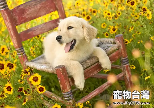 帶狗狗出遊必備小清單