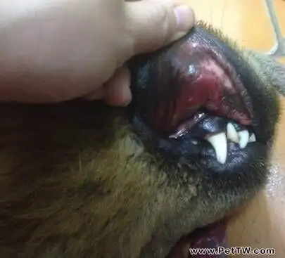 一例松獅串犬的口炎病例分析
