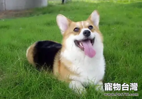 狗狗隱睪嚴重嗎