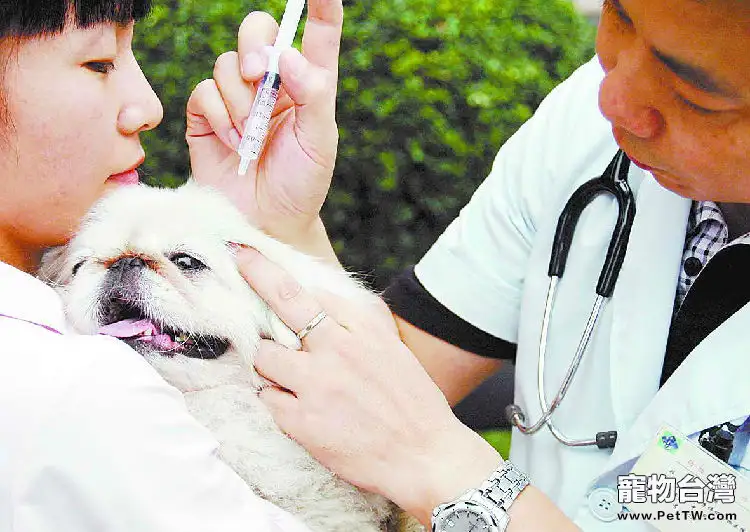 狗狗的家庭體檢方法（1圖）-寵物台灣