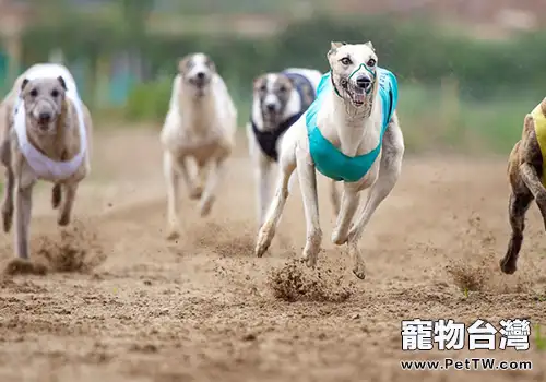 狗狗水中毒怎麼辦