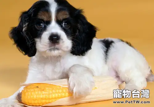 怎麼改善狗狗外出黏在自己腳邊的問題(1圖)-寵物台灣