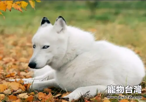 狗狗在哪些情況下容易咬人