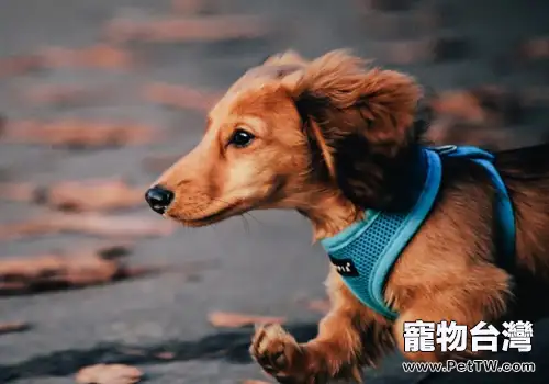給狗狗吃剩飯菜有什麼影響