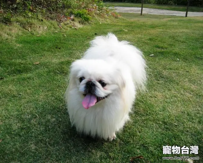 如何讓京巴適應新環境(1圖)-寵物台灣