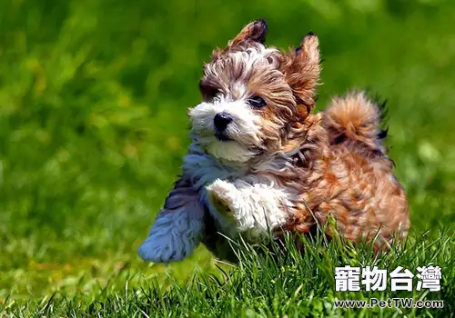 帶狗狗一起搬家要注意什麼問題