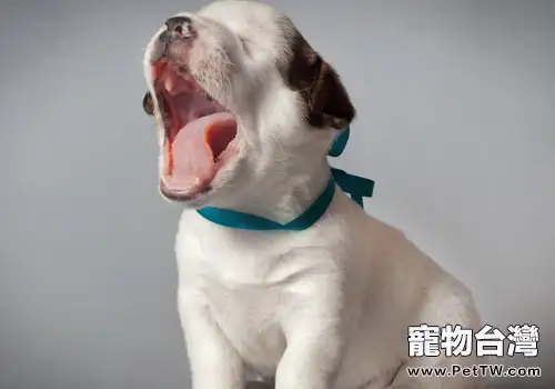 帶狗狗一起搬家要注意什麼問題