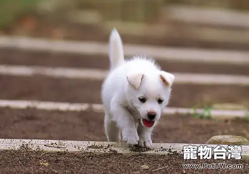 給狗狗清理便便的好處