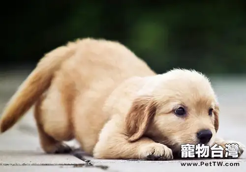 狗狗對其他狗狗叫是想打架嗎（1圖）-寵物台灣