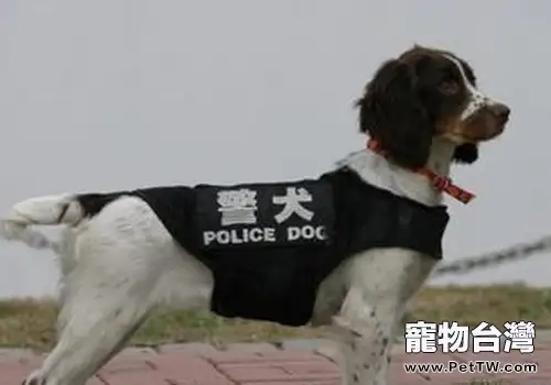 國內的警犬犬種有哪些