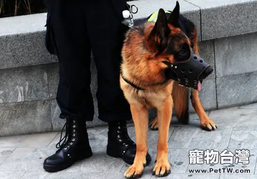 國內的警犬犬種有哪些（共3張圖片）-寵物台灣