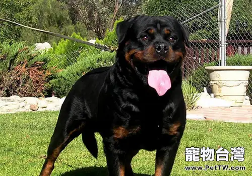 國內的警犬犬種有哪些