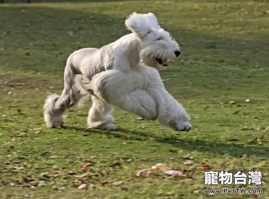 該怎樣飼養護理老年犬(1圖)-寵物台灣