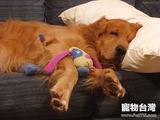 老年犬飲食上需要注意什麼