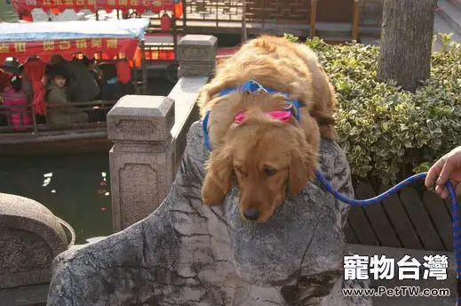老年犬散步時需要注意的事項(1圖)-寵物台灣