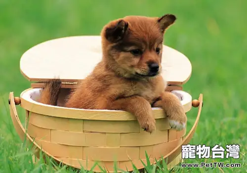 狗狗尿毒症(共2張圖片)-寵物台灣