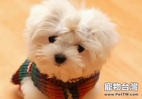 狗狗尿毒症