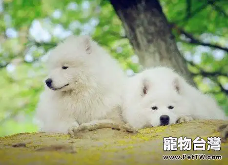 飼養老年犬的五個注意點