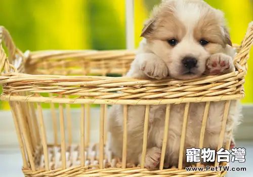 哪些問題表明狗狗可能有糖尿病(共2張圖片)-寵物台灣