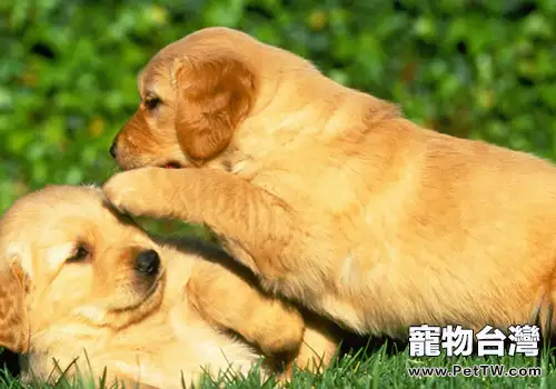 狗狗鼻炎怎麼處理(共2張圖片)-寵物台灣