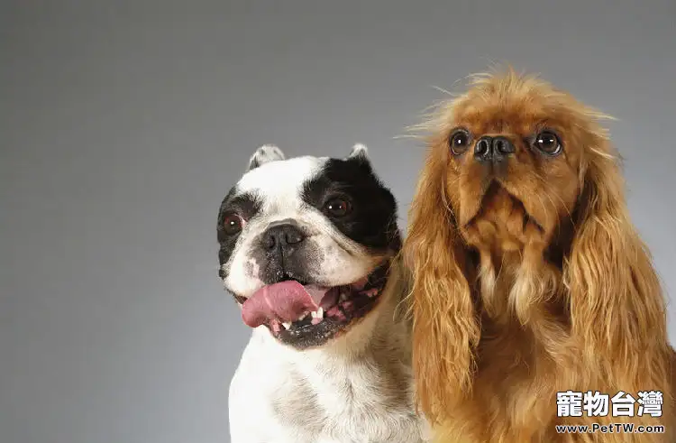 鬥牛犬跟波士頓梗的區別（1圖）-寵物台灣