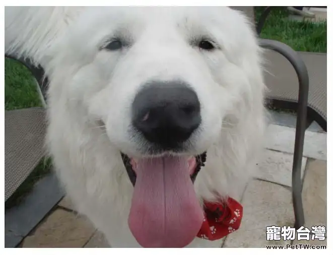 夏季狗狗中暑症狀(1圖)-寵物台灣