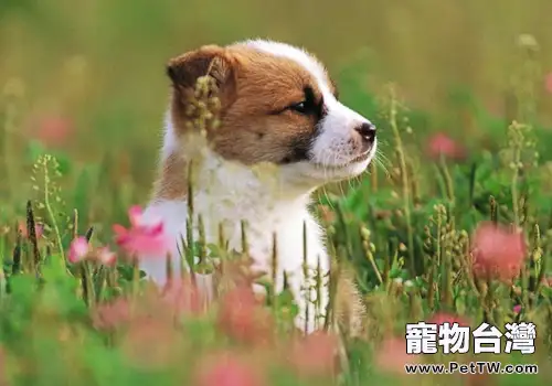 不同階段狗狗的飼養方法