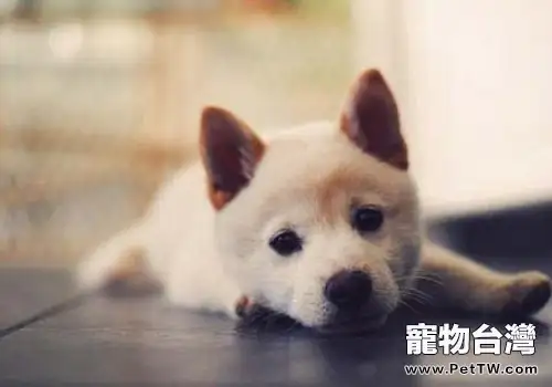 狗狗夜間出行注意事項