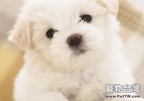 如何預防犬牙周炎