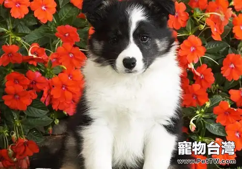 如何預防犬牙周炎