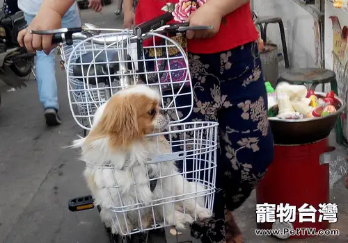 狗狗乘電瓶車要注意哪些問題（共2張圖片）-寵物台灣