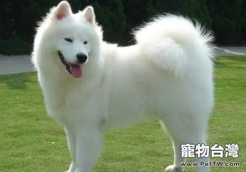 狗狗乘電瓶車要注意哪些問題