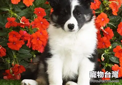狗狗靜脈注射的方法(1圖)-寵物台灣
