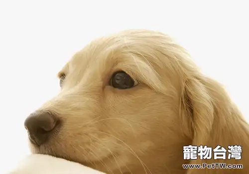 如何對待犬腎衰竭(共2張圖片)-寵物台灣