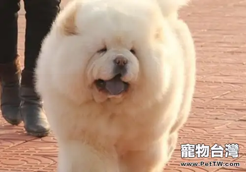 松獅犬有哪些特點