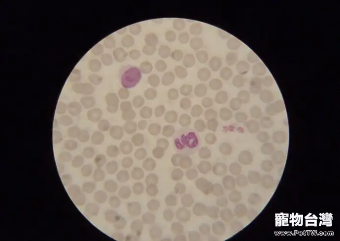 犬附紅體病的診斷與治療