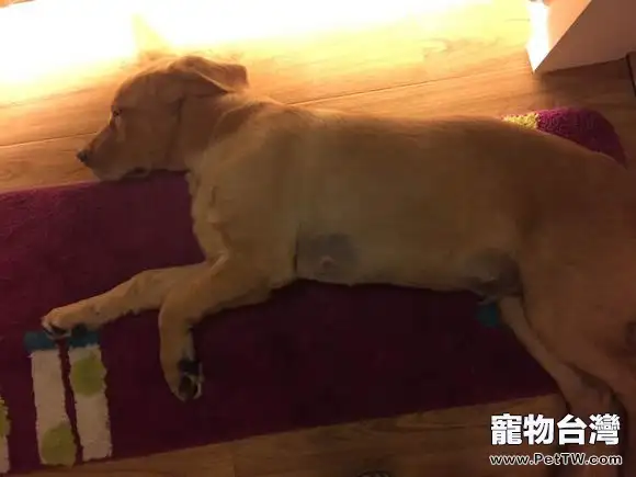 犬附紅體病的診斷與治療(共5張圖片)-寵物台灣