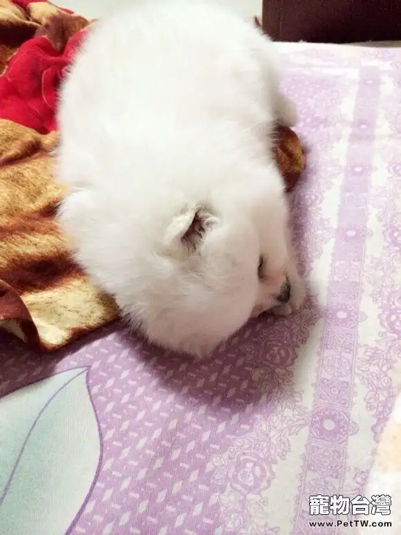 犬附紅體病的診斷與治療