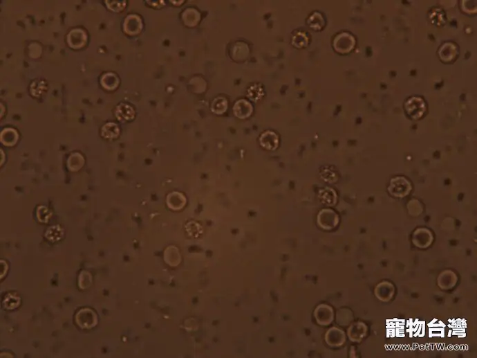 犬附紅體病的診斷與治療