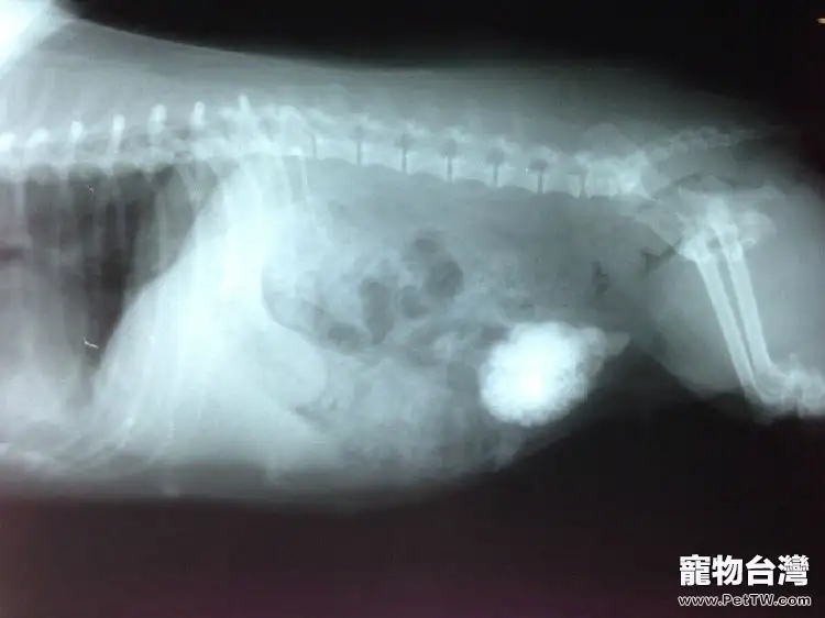 犬尿道結石的診斷