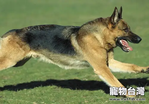 警犬的相關知識