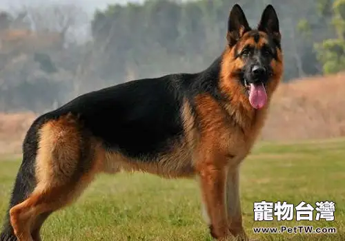 警犬的相關知識