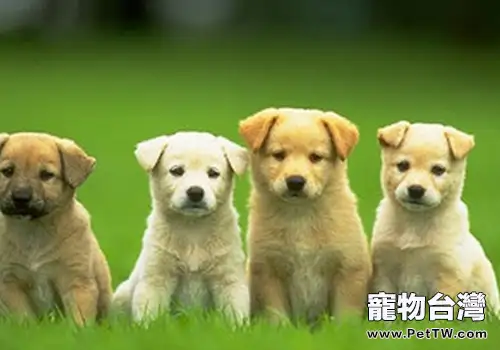 犬性激素皮膚病處理(共2張圖片)-寵物台灣