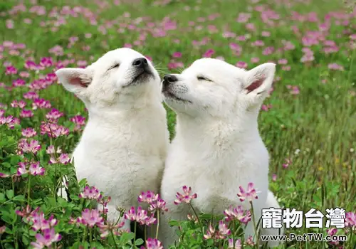 怎麼勸阻狗狗打架