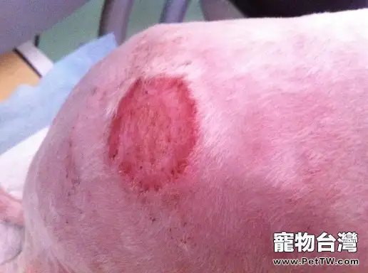 常見犬皮膚病的發病原因及診斷(共6張圖片)-寵物台灣