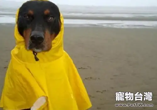 怎麼為狗狗選擇合適的雨衣