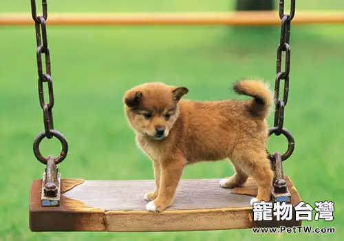 狗狗獨自在家時可能會做哪些事(共2張圖片)-寵物台灣
