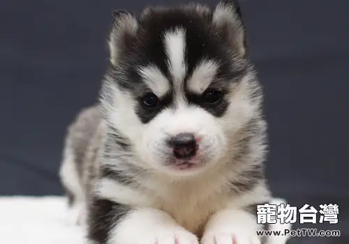怎麼做好狗狗的口腔防護